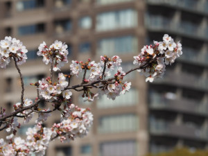 桜 (1)