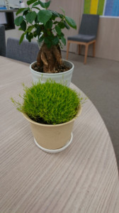 もふリッチ を育てます 通信制高校 サポート校のトライ式高等学院 大泉学園校のブログ