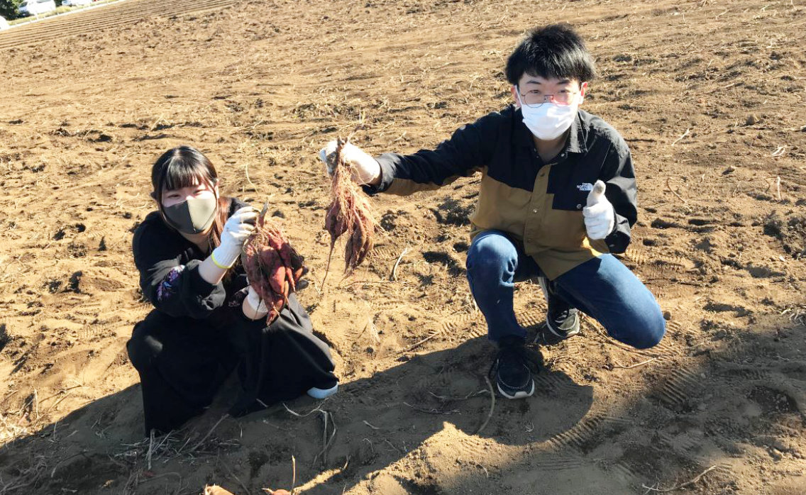 いも掘りイベント！様々なイベントを開催しています