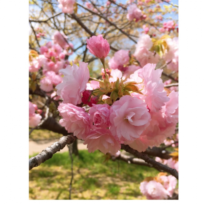 八重桜