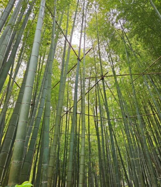 鎌倉旅行の様子