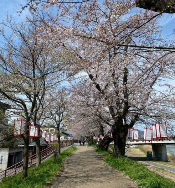 散り始めで桜吹雪がキレイでした！