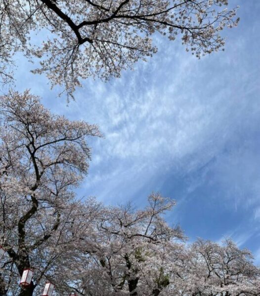 青空と桜のコントラストが素敵です！